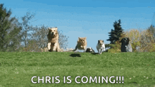 a group of dogs running in a grassy field with chris is coming written on the bottom
