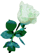 a close up of a pink rose on a white background