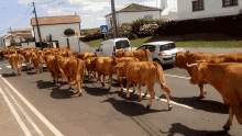 Cows GIF