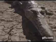 Interior Crocodile Alligator GIF - Interior Crocodile Alligator GIFs