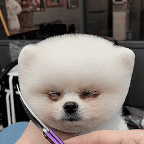 Very Cute Puppy Groom GIF - Very Cute Puppy Groom Pupper ...