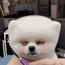 Very Cute Puppy Groom GIF - Very Cute Puppy Groom Pupper GIFs