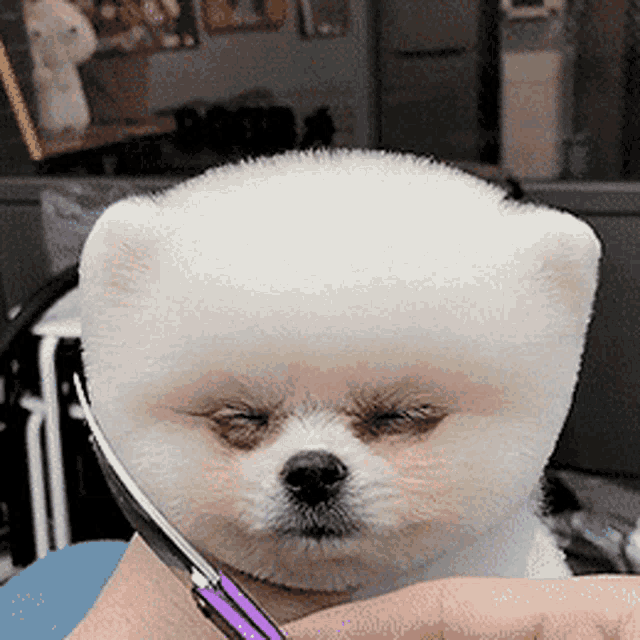 Very Cute Puppy Groom GIF - Very Cute Puppy Groom Pupper - Discover & Share  GIFs