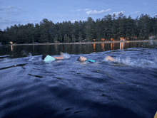 a person is swimming in a lake with a forest in the background