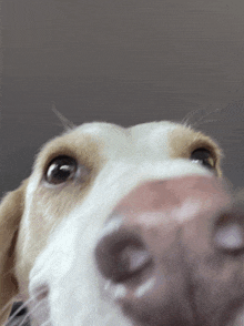a close up of a dog 's face and nose