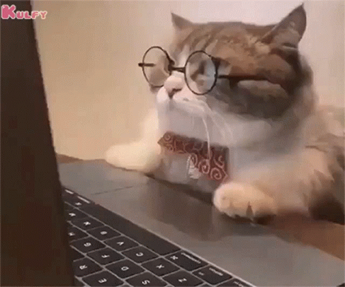 work-from-home-cat.gif