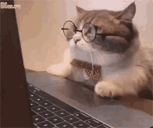 Work From Home Cat GIF