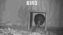 Bird Kiwi GIF - Bird Kiwi Black And White GIFs