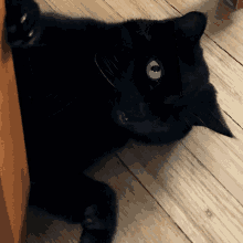 Cat Oneeye GIF - Cat Oneeye Fuzzy GIFs