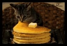 Hungry GIF - Hungry Hunger Kitten GIFs