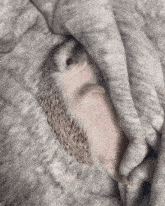 Hedgehog Buttney GIF - Hedgehog Buttney Sleep GIFs