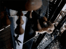 Ms Jackson Song Cat GIF - Ms Jackson Song Cat Looking GIFs
