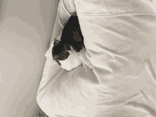 Cat Cat On Couch Awake GIF - Cat Cat On Couch Awake GIFs