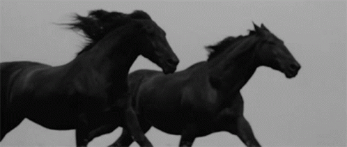 Black Horse Running Gif