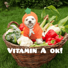 Dog Carrot GIF
