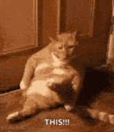 Cat Scratch GIF - Cat Scratch Butthole GIFs