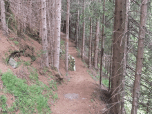 a dirt path in a forest with trees on both sides of it