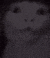 a close up of a white cat with green eyes .