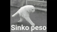 Sinko Peso Peso GIF - Sinko Peso Peso Sinko GIFs