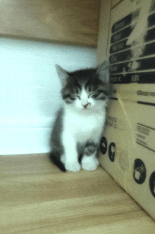 a small kitten is sitting next to a cardboard box that says fragile