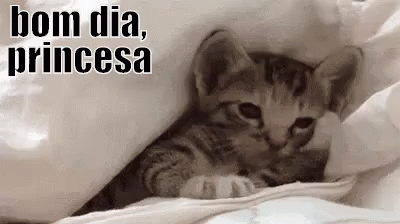 Bom Dia Princesa / Gatinho / Cama / Acenando / Oi / Paquera / GIF - Cat Bed  Good Morning Princess - Discover & Share GIFs