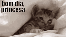 Bom Dia Princesa / Gatinho / Cama / Acenando / Oi / Paquera / GIF - Cat Bed Good Morning Princess GIFs