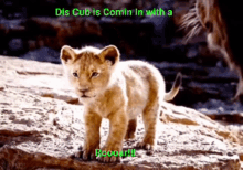 Lion Cub GIF - Lion Cub Im Coming In GIFs