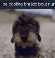 Cool Dog GIF - Cool Dog Idc GIFs