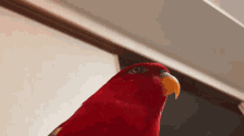 Red Bird Uew Uew GIF - Red Bird Uew Uew GIFs