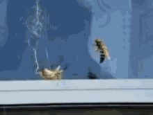 Bugs Spiders GIF