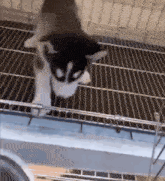 Indiniprint Ferocious Dog Eating Voraciously GIF - Indiniprint Ferocious Dog Eating Voraciously GIFs