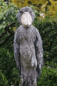 a bird with a very large beak is standing in front of some trees