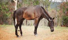 Whatchu Looking At? GIF - Horse Horses Equine GIFs