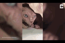 Ugly Cat GIF - Ugly Cat 956cat GIFs