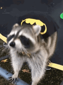 Raccoon Batman GIF - Raccoon Batman GIFs