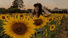 ดอก ทานตะวัน GIF - ดอก ทานตะวัน Sunflower GIFs