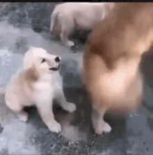 Dog Puppy GIF - Dog Puppy Cute Puppy GIFs