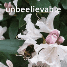 B Unbeelievable GIF - B Unbeelievable Bee GIFs