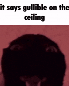 Silly Silly Cat GIF