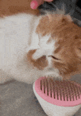 Orange Cat Comb GIF - Orange Cat Cat Comb GIFs