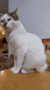 Cat Toolala GIF - Cat Toolala Yulius GIFs