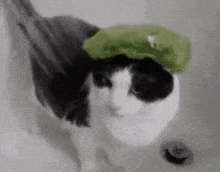 Bruh Cat Sus Cat GIF - Bruh Cat Sus Cat Tg Brakishkin Cat GIFs