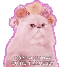 Glitter Cat GIF - Glitter Cat Grumpy GIFs