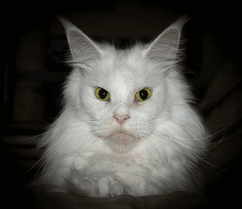 Cat White GIF - Cat White Maine coon - Discover & Share GIFs