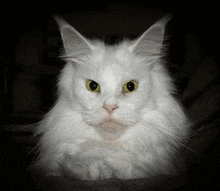 Cat White GIF - Cat White Maine Coon GIFs