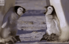 Wake Up Baby Penguin GIF - Wake Up Baby Penguin Baby GIFs