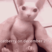 Catberry Catberrykun And The Awesome Awesomeness GIF - Catberry Catberrykun And The Awesome Awesomeness GIFs
