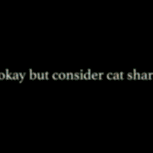 Cat Shark Cat GIF - Cat Shark Cat Shark GIFs