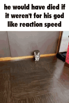 He Would Have Died If It Werent For His God Like Reaction Speed Kitty GIF - He Would Have Died If It Werent For His God Like Reaction Speed Kitty Cat GIFs