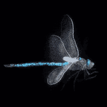 Dragonfly Art GIF